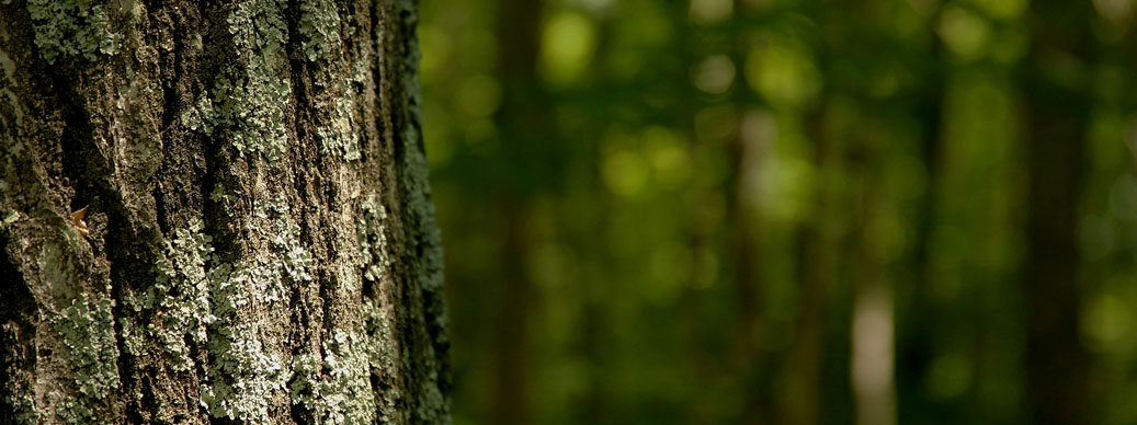 wall4
